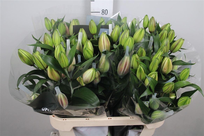 <h4>Li Or Du Rl Samantha 5+</h4>