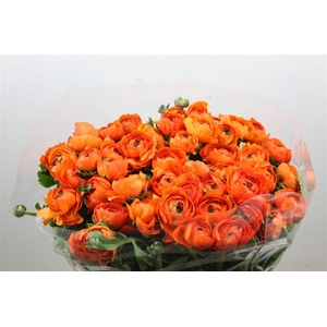 Ran Cloni Ex Solaris