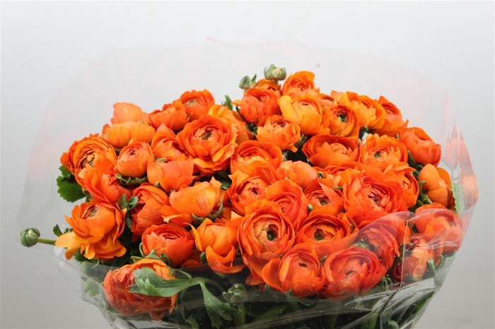 <h4>Ran Cloni Ex Solaris</h4>