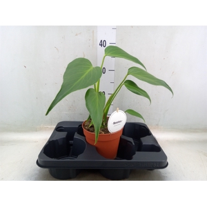 Monstera   ...