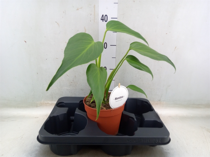 <h4>Monstera   ...</h4>