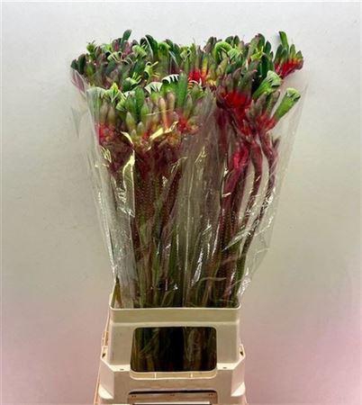 <h4>Anigoz Royal Cheer</h4>