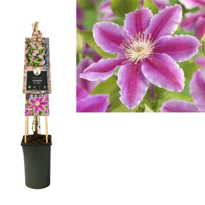 Clematis 'Dr. Ruppel' +3.0 label