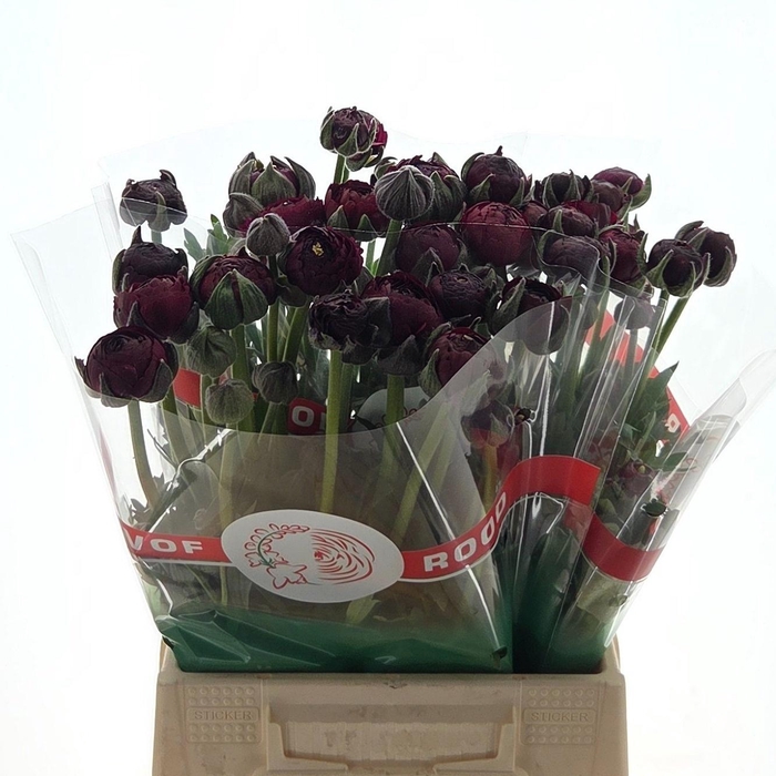 <h4>Ran Aazur Bordeaux</h4>