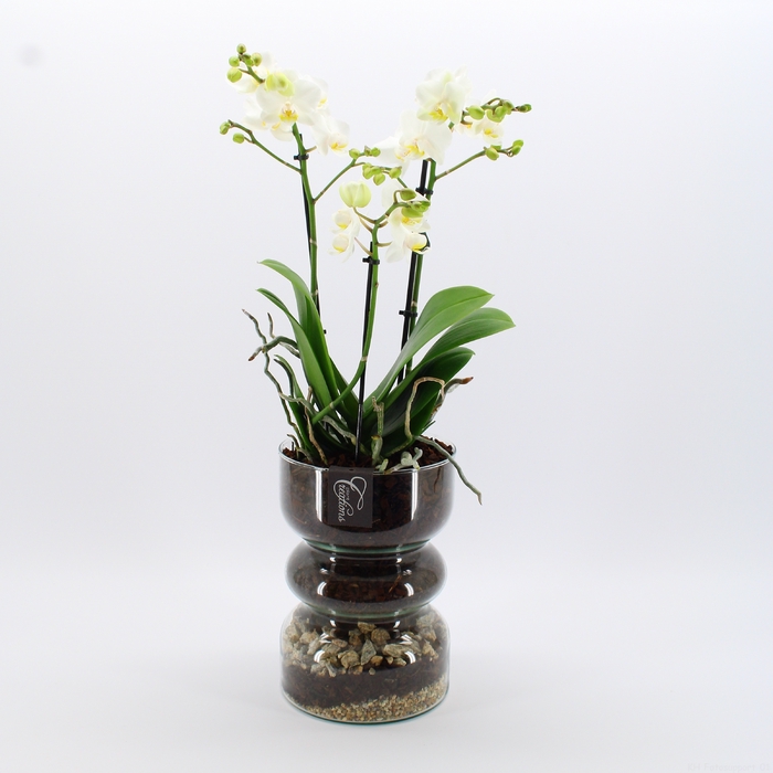 <h4>PHAL-2420W Phalaenopsis creatie</h4>