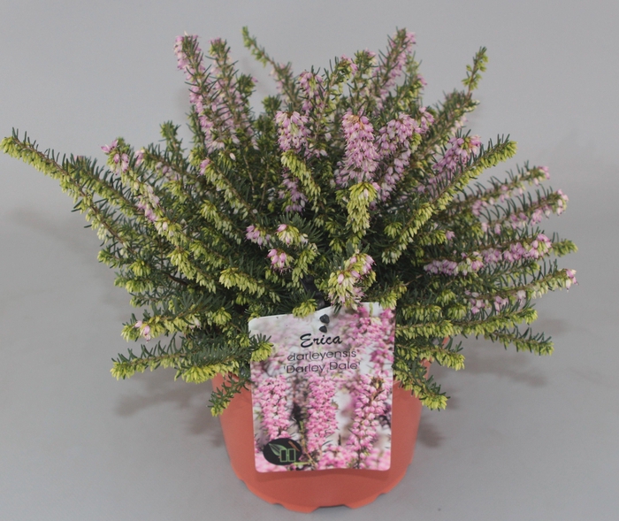 <h4>Erica darleyensis 'Darley Dale' C2</h4>
