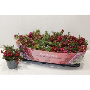 arr8 Gaulth Mucronata 4 Color Gem In Tray