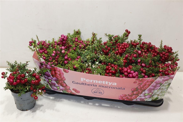 <h4>arr8 Gaulth Mucronata 4 Color Gem In Tray</h4>