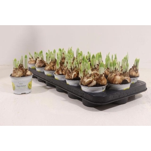 NARCISSUS TETE A TETE P9