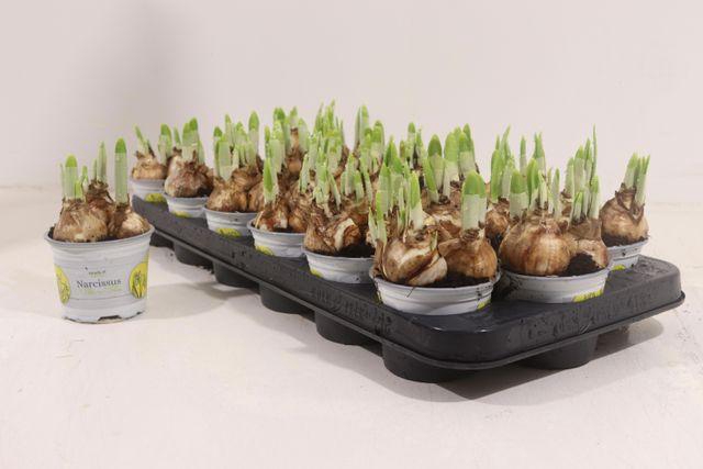 <h4>NARCISSUS TETE A TETE P9</h4>