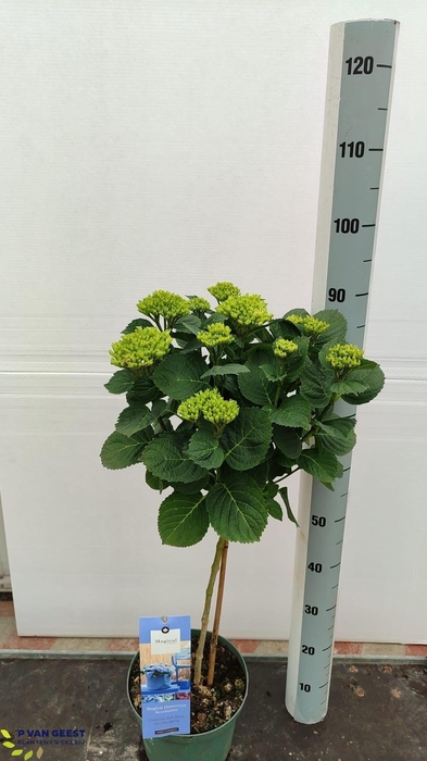 <h4>HYDR M MAG REVOLU</h4>