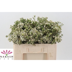 CHAME UN JUPITE MOON