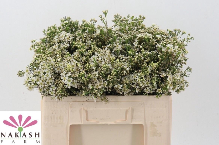 <h4>CHAME UN JUPITE MOON</h4>