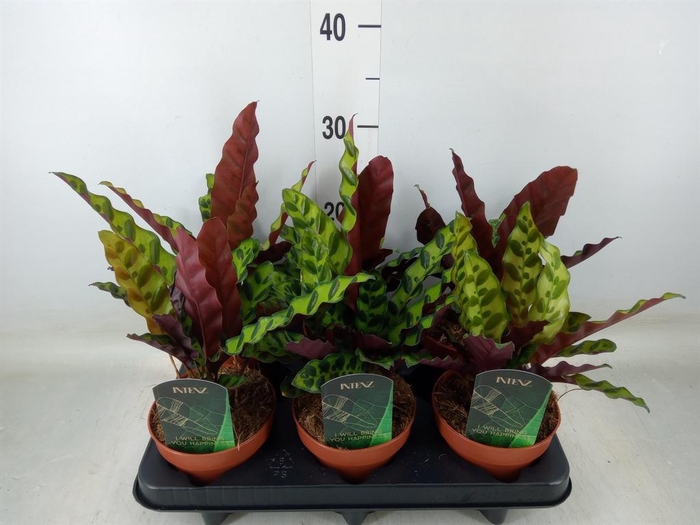 <h4>Calathea lancifolia</h4>