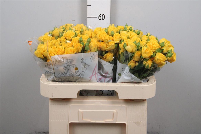 <h4>R Tr Marisa</h4>