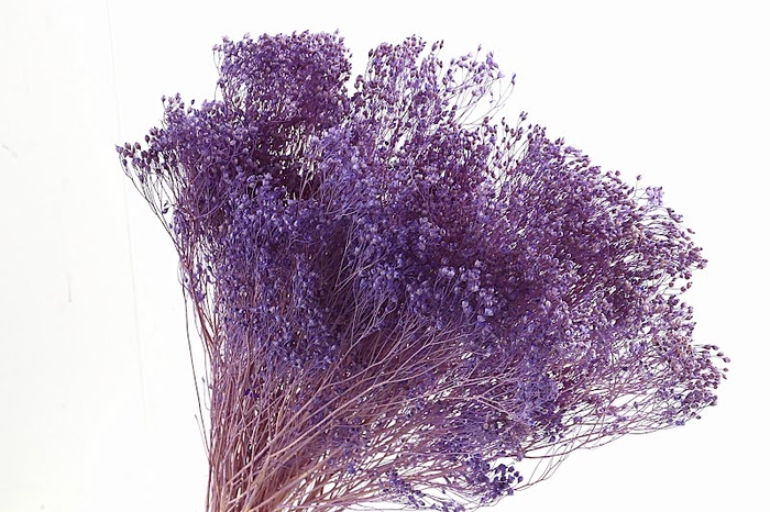 Broom Bloom Lilac