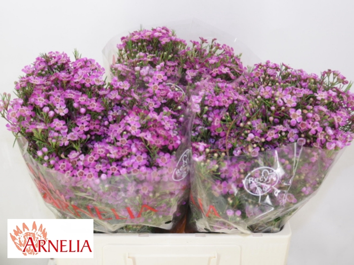 <h4>CHAME PURPLE RAIN</h4>