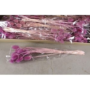 DF Dipsacus Li. Purple Bs 130g