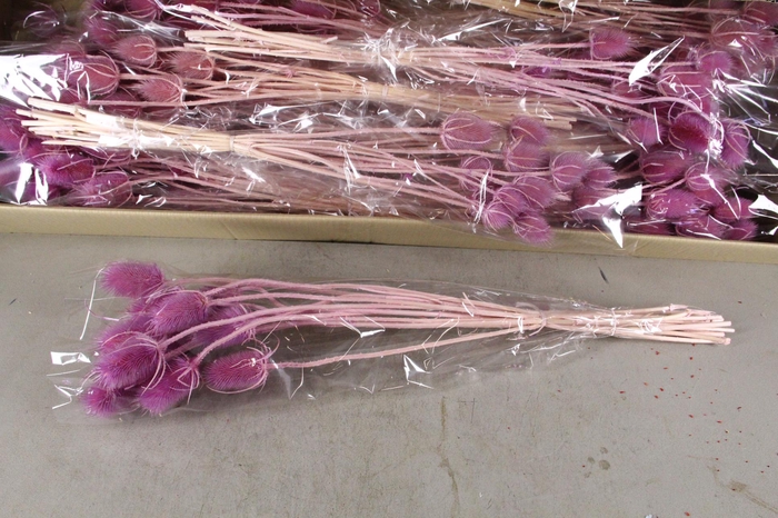 <h4>DF Dipsacus Li. Purple Bs 130g</h4>