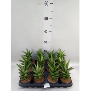 Sansevieria cyl.  ...