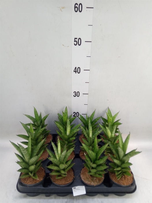 <h4>Sansevieria cyl.  ...</h4>