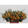 Banksia Dryandra