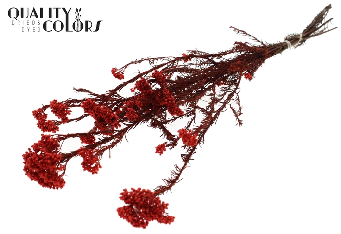 Rice Flower Preserved per bunch Coral