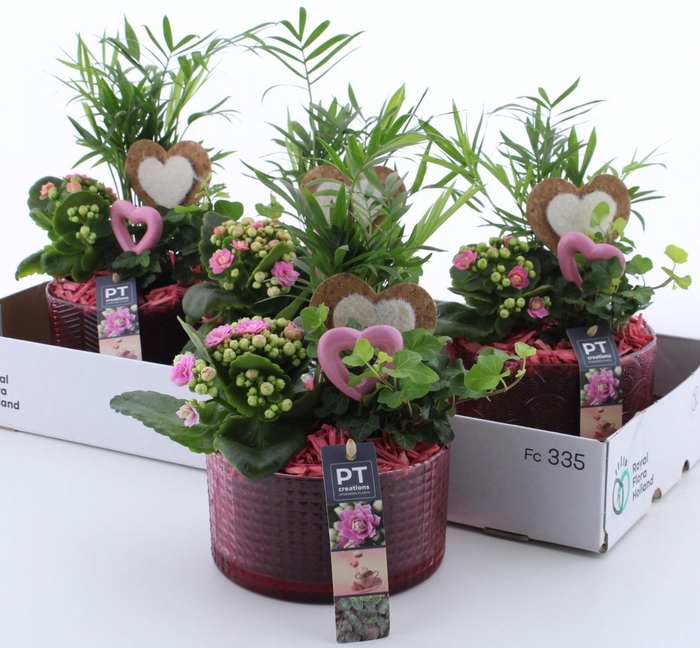 <h4>ARR KAMERPL</h4>