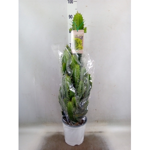 Euphorbia candelabrum