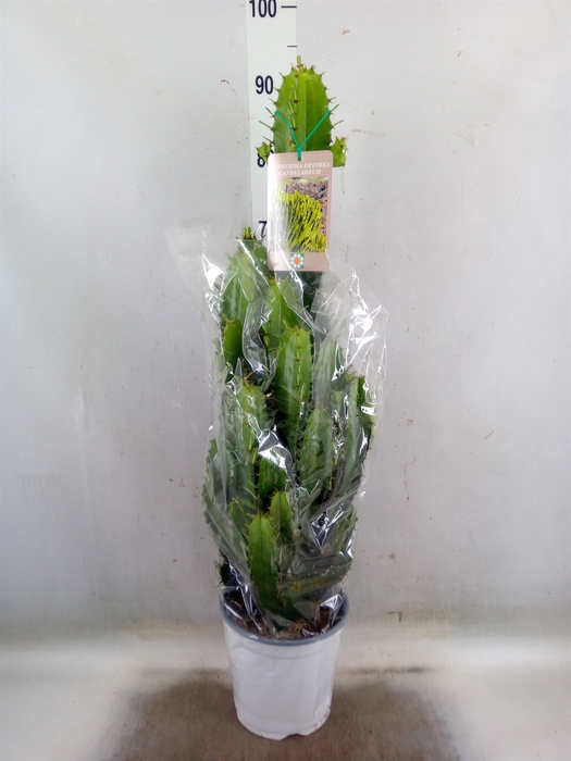 <h4>Euphorbia candelabrum</h4>