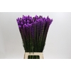 Liatris Callilepis