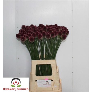 ALLIUM SPHAEROCEPHAL