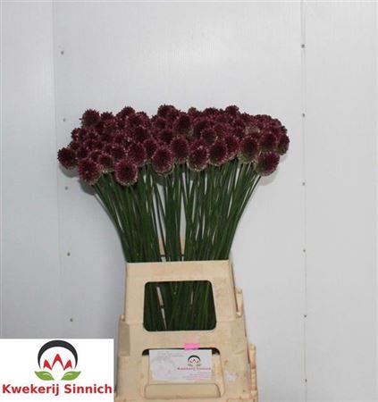 ALLIUM SPHAEROCEPHAL