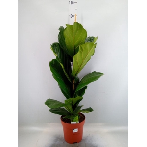 Ficus   ...