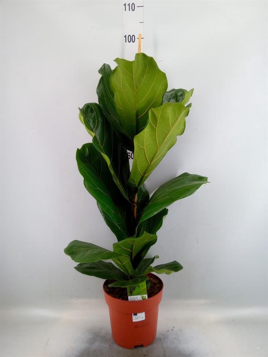 <h4>Ficus ...</h4>