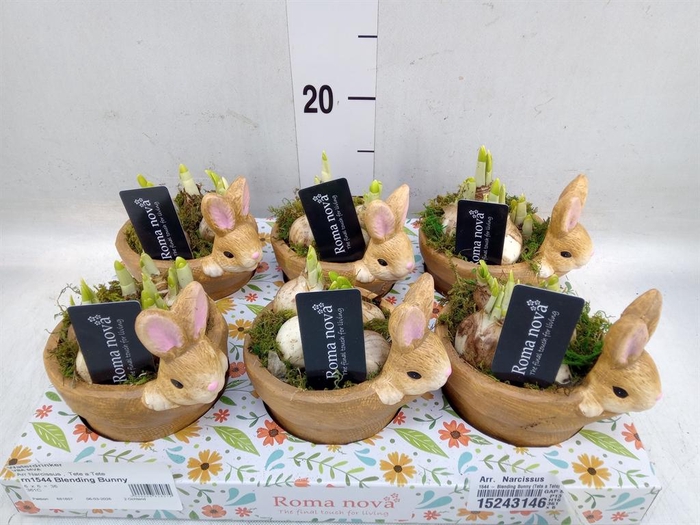 <h4>Arr. Narcissus</h4>