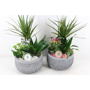 arr2 PL - Ker. barok dracena - roze/wit