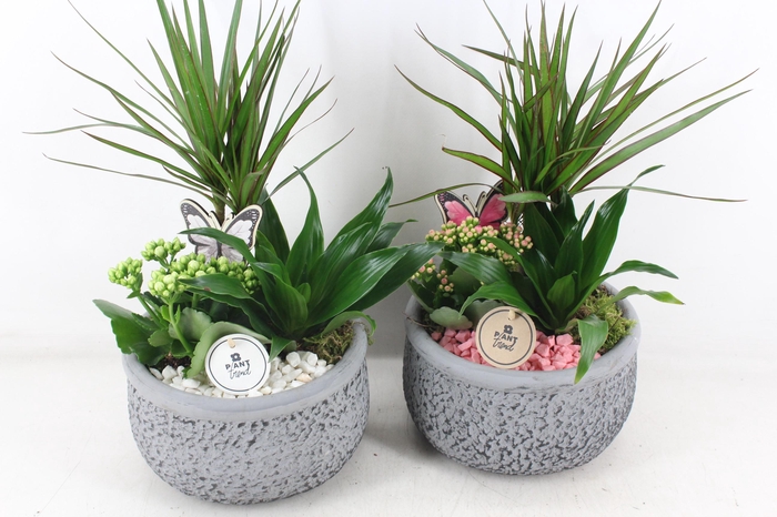 <h4>arr2 PL - Ker. barok dracena - roze/wit</h4>