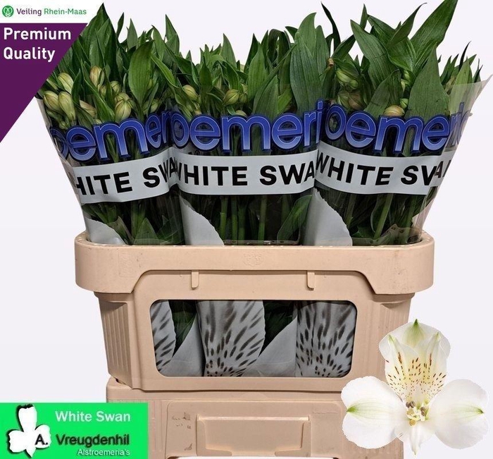 <h4>ALSTR WHITE SWAN</h4>
