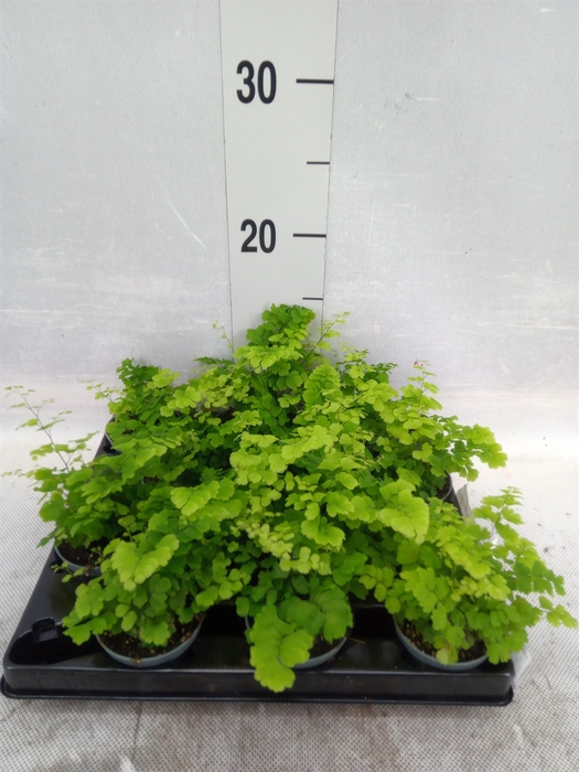 Adiantum raddi. 'Fritz-Luthi'