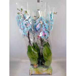 Phalaenopsis   ...