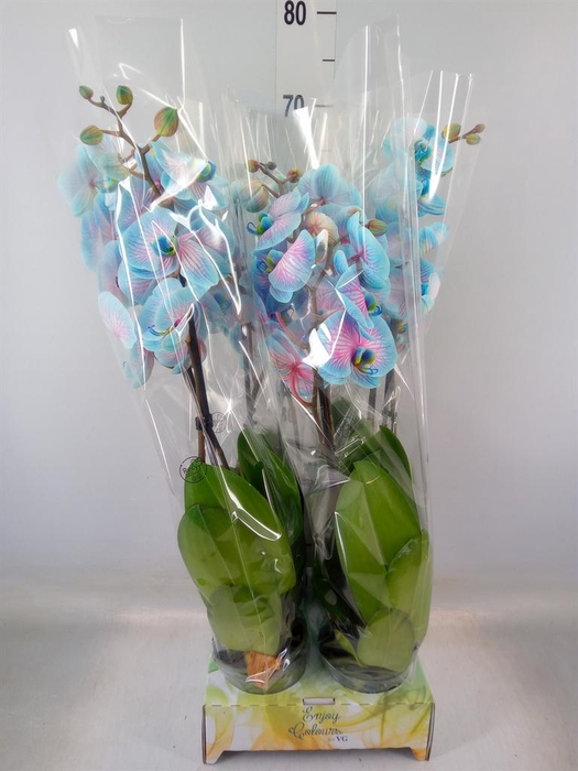 <h4>Phalaenopsis   ...</h4>