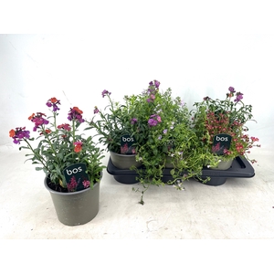 VASTE PLANT GEM 4 SO