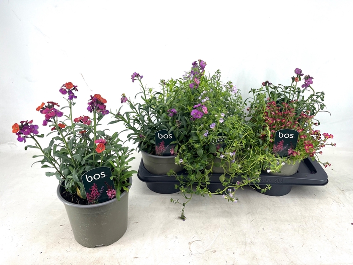 <h4>VASTE PLANT GEM 4 SO</h4>