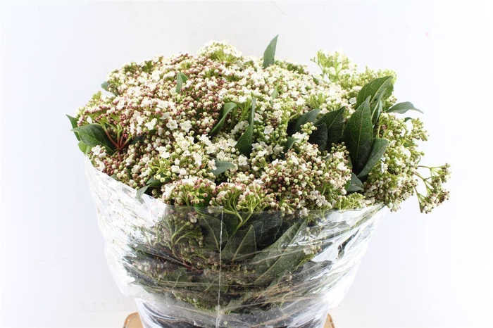 <h4>Viburnum Macro. Tinus 400 Gram</h4>