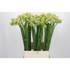 Ornithogalum Saundersiae