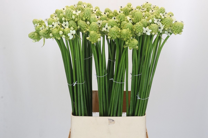<h4>Ornithogalum Saundersiae</h4>