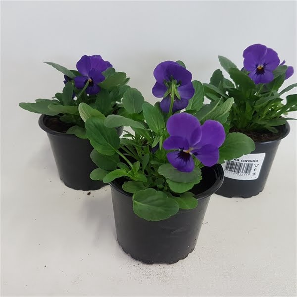 <h4>Viola cornuta blue</h4>