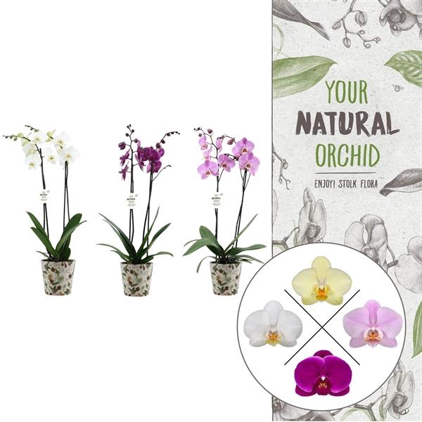 <h4>Christmas | 2 spike mix | Kerst potcover</h4>