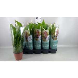 Spathiphyllum  'Torelli'